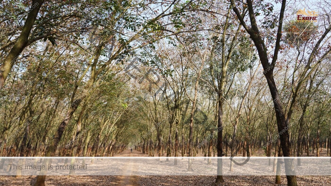 Southeast Vietnam’s Rubber Forest Leaf-Fall Season
