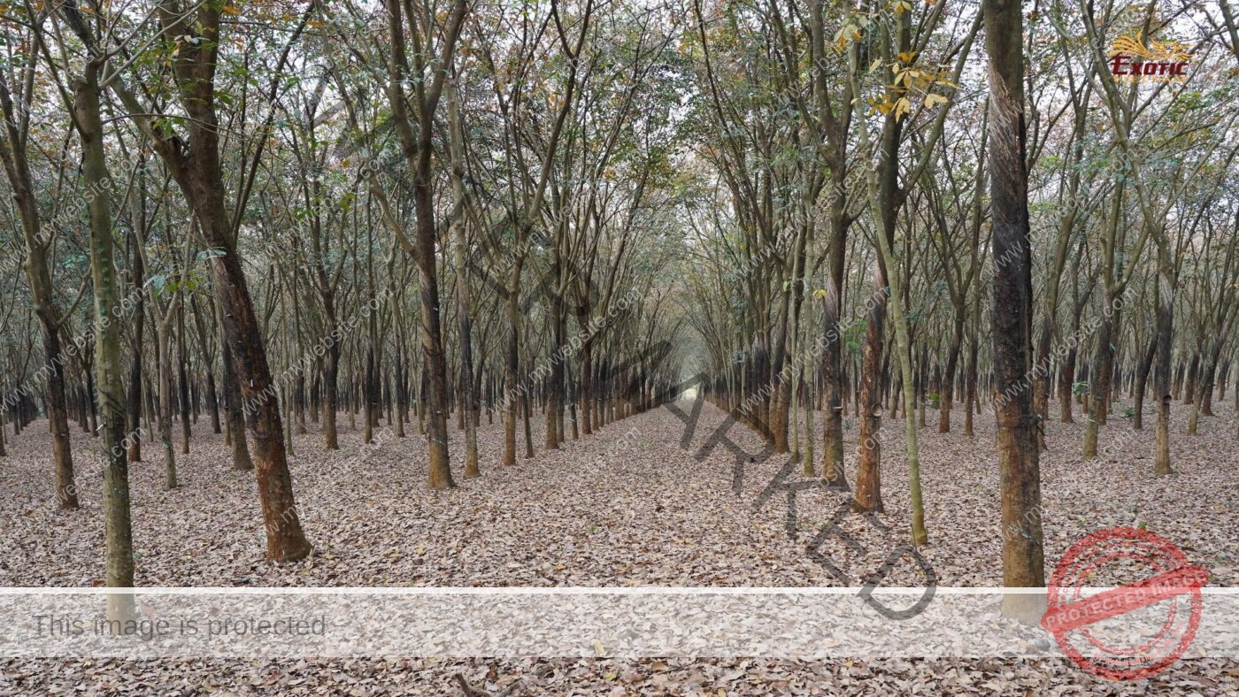 Southeast Vietnam’s Rubber Forest Leaf-Fall Season 