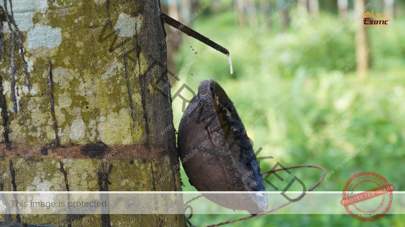 Du lịch mùa lá rụng tại rừng cao su Đông Nam Bộ