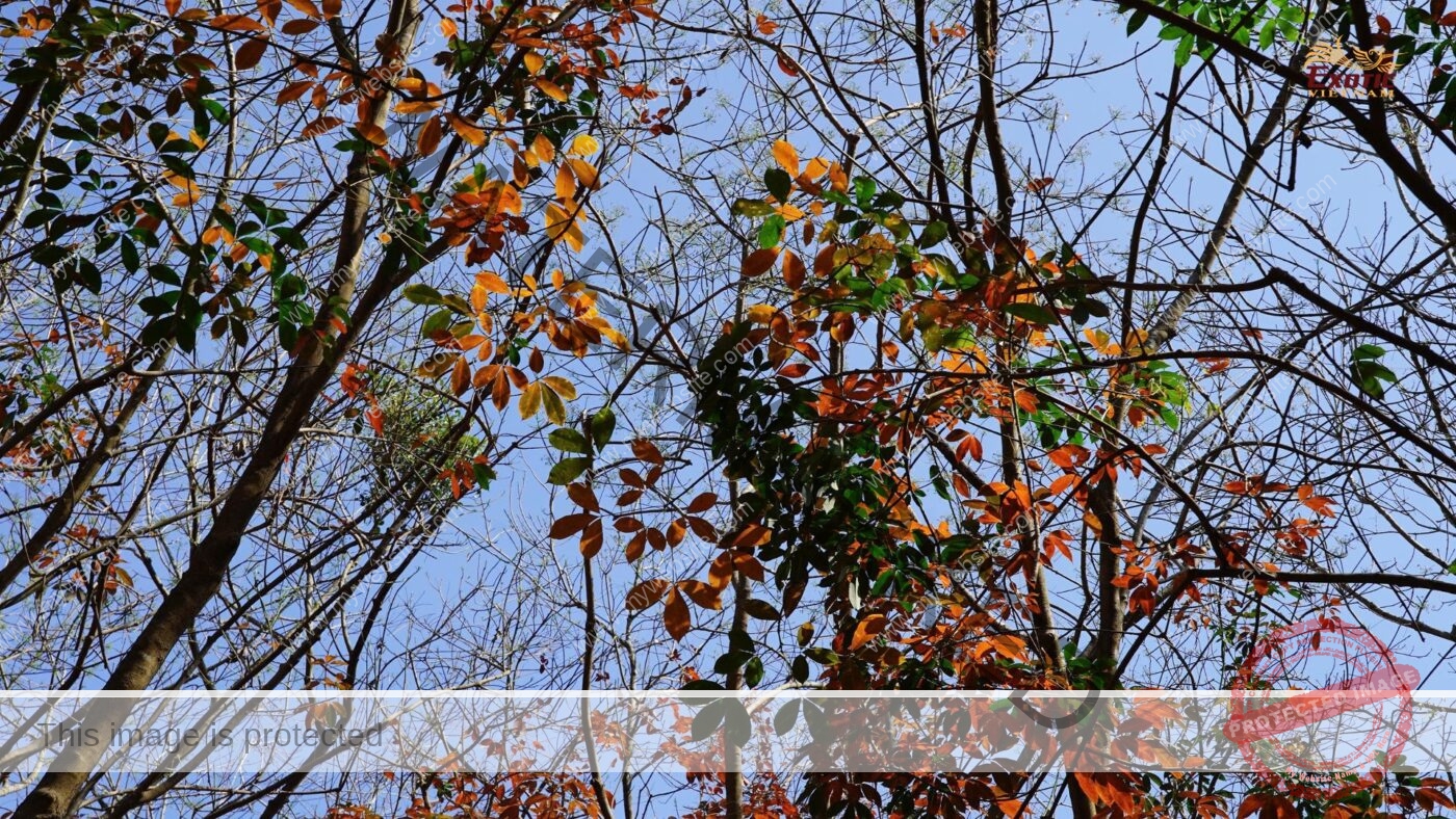 Southeast Vietnam’s Rubber Forest Leaf-Fall Season 